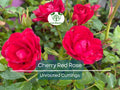 Unrooted Cherry Red Rose Cuttings – Easy to Root Garden Propagation, 7 Inch, Vibrant Blooms, Rosaceae