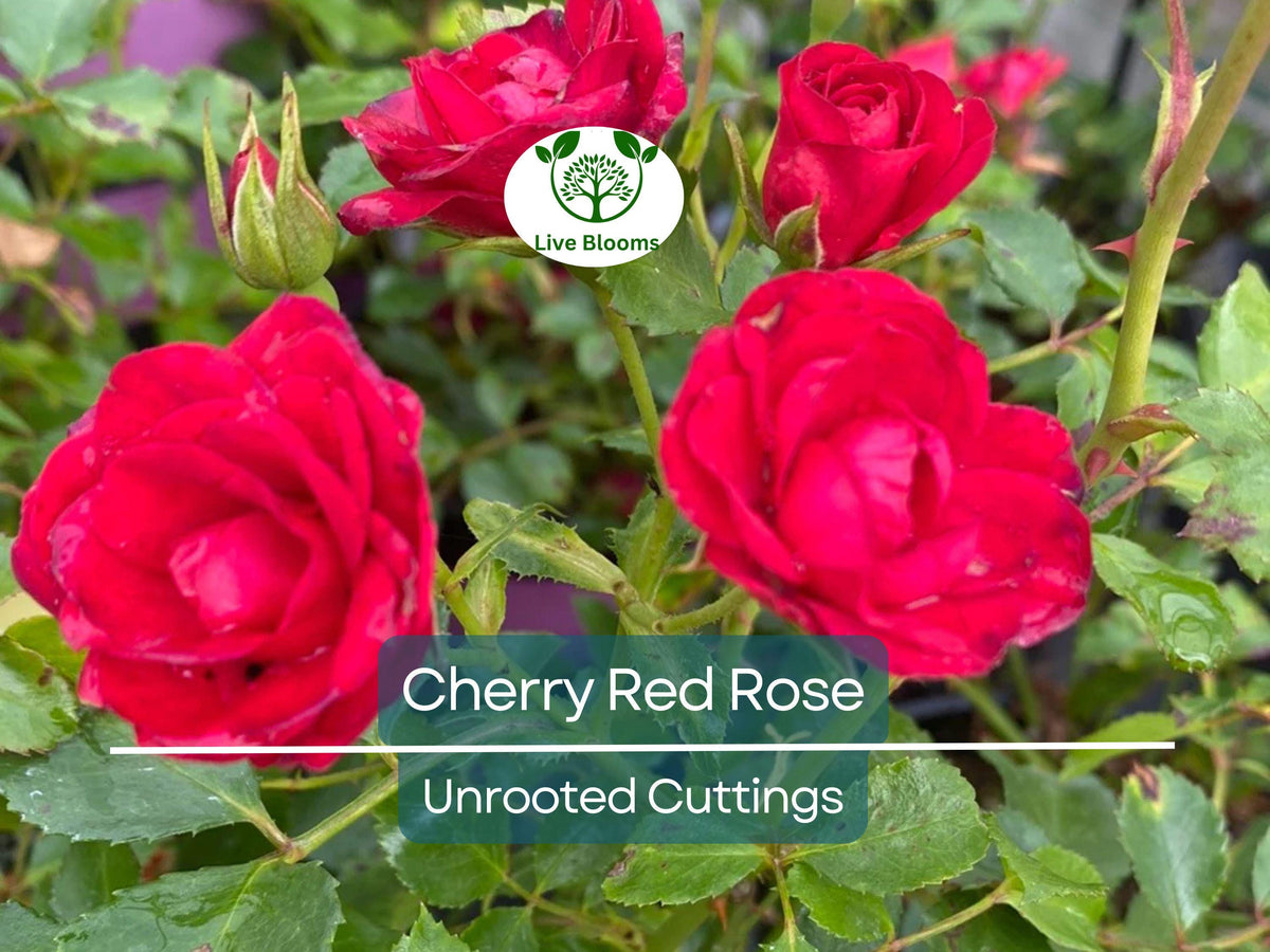 Unrooted Cherry Red Rose Cuttings – Easy to Root Garden Propagation, 7 Inch, Vibrant Blooms, Rosaceae