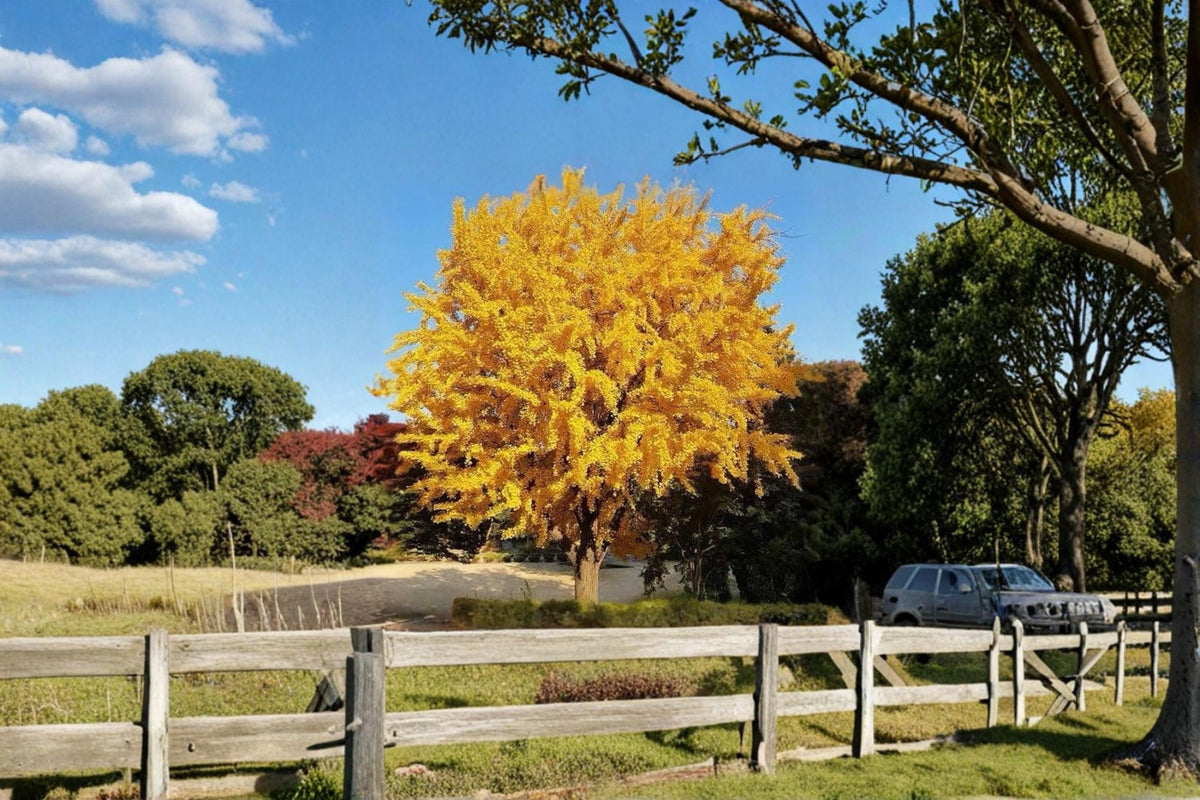 Ginkgo Biloba Live Tree 1-2 ft Bare Root Ornamental Maidenhair Tree, Deciduous Landscape Plant