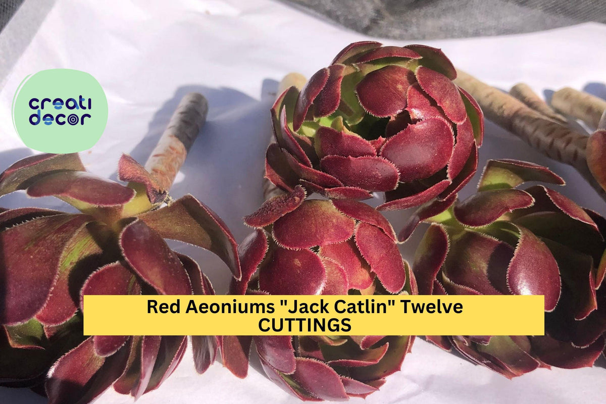 12 Aeonium Jack Catlin Cuttings | Red Rosette Succulent Starter | Unrooted 6-Inch Tall Stems | Drought Tolerant, Easy to Root