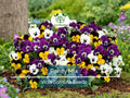 200 Seeds Pansy Mix Heirloom Viola Flowers Edible Groundcover Pollinator-Friendly Non-GMO