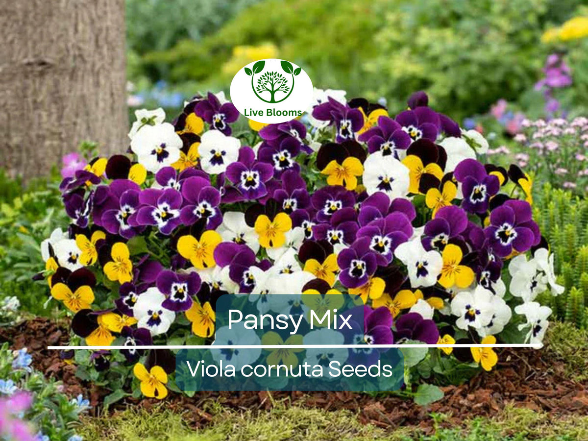 200 Seeds Pansy Mix Heirloom Viola Flowers Edible Groundcover Pollinator-Friendly Non-GMO