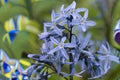 10 Eastern Bluestar Seeds – Amsonia tabernaemontana – Native Perennial with Blue Flowers – Pollinator-Friendly Plant