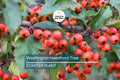 Washington Hawthorn Tree Bare Root | 18-24" | Crataegus phaenopyrum | Small Ornamental Tree for Wildlife & Landscaping