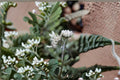 Antennaria neglecta Prairie Pussytoes Seeds – Native Perennial Groundcover for Pollinator Gardens & Erosion Control