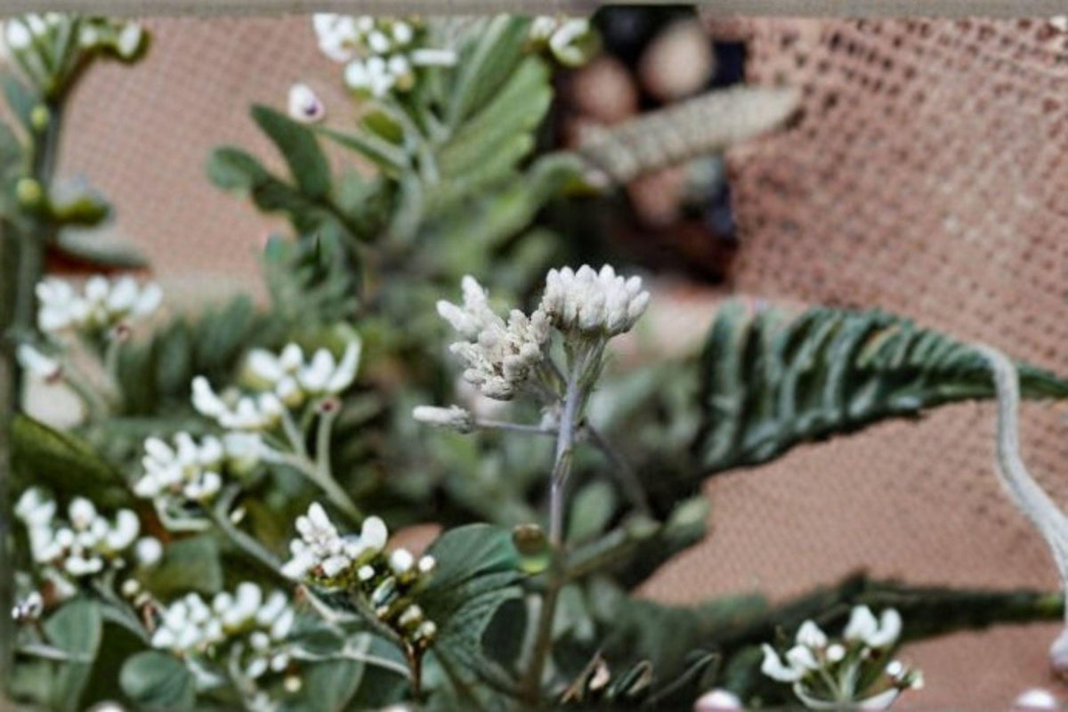 Antennaria neglecta Prairie Pussytoes Seeds – Native Perennial Groundcover for Pollinator Gardens & Erosion Control