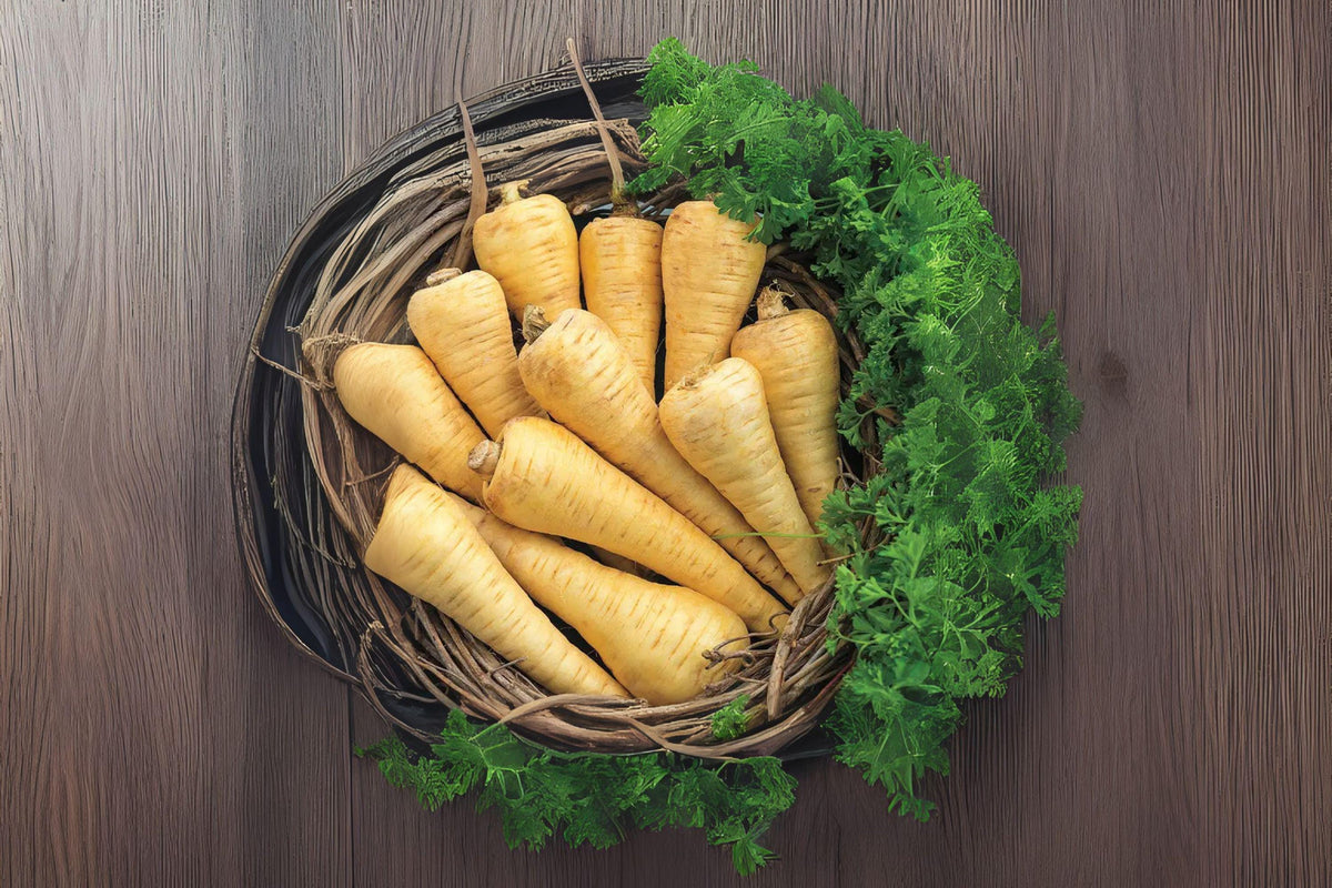 Parsnip Seeds All American Heirloom Pastinaca sativa – 350 Premium Root Vegetable for Roasting & Soups