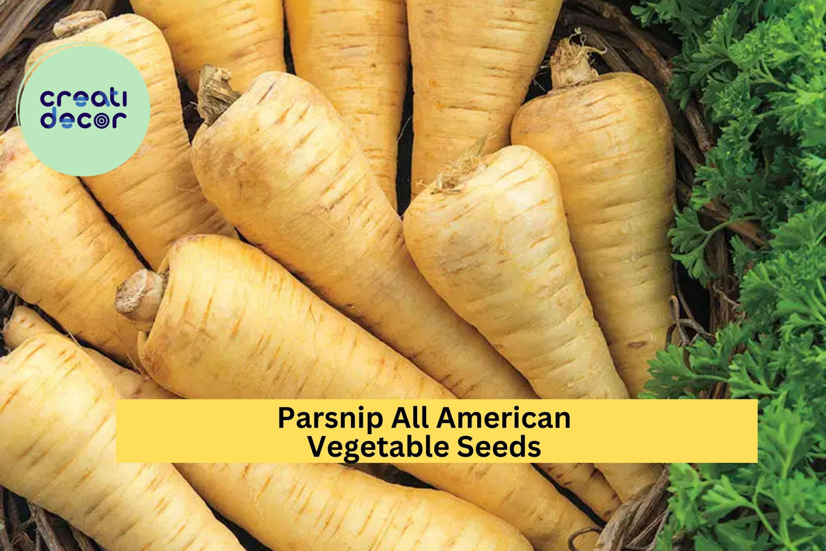 3pcs of All American Parsnip Seeds – Heirloom Pastinaca sativa for Roasting, Soups & Cool Season Gardens