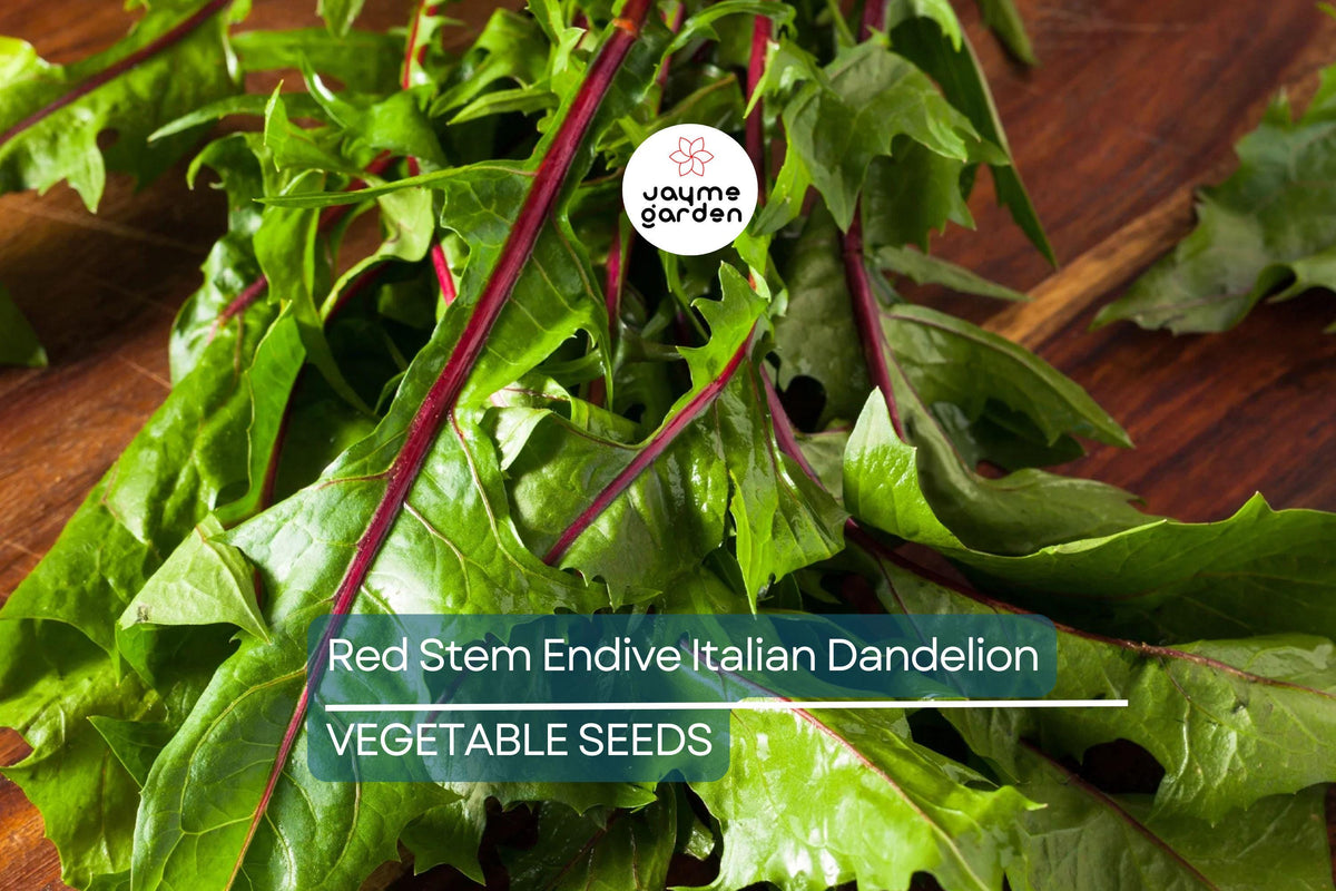 Red Stem Endive Seeds – 500 Non-GMO Heirloom Chicory for Salads, Cold Tolerant, Vibrant Red Stems, Edible Leaves, Grow Indoors or Outdoors