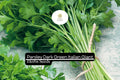2000 Seeds Dark Green Italian Giant Parsley Herb Seeds | Petroselinum crispum neapolitanum | Non-GMO, Heirloom, Culinary Herb