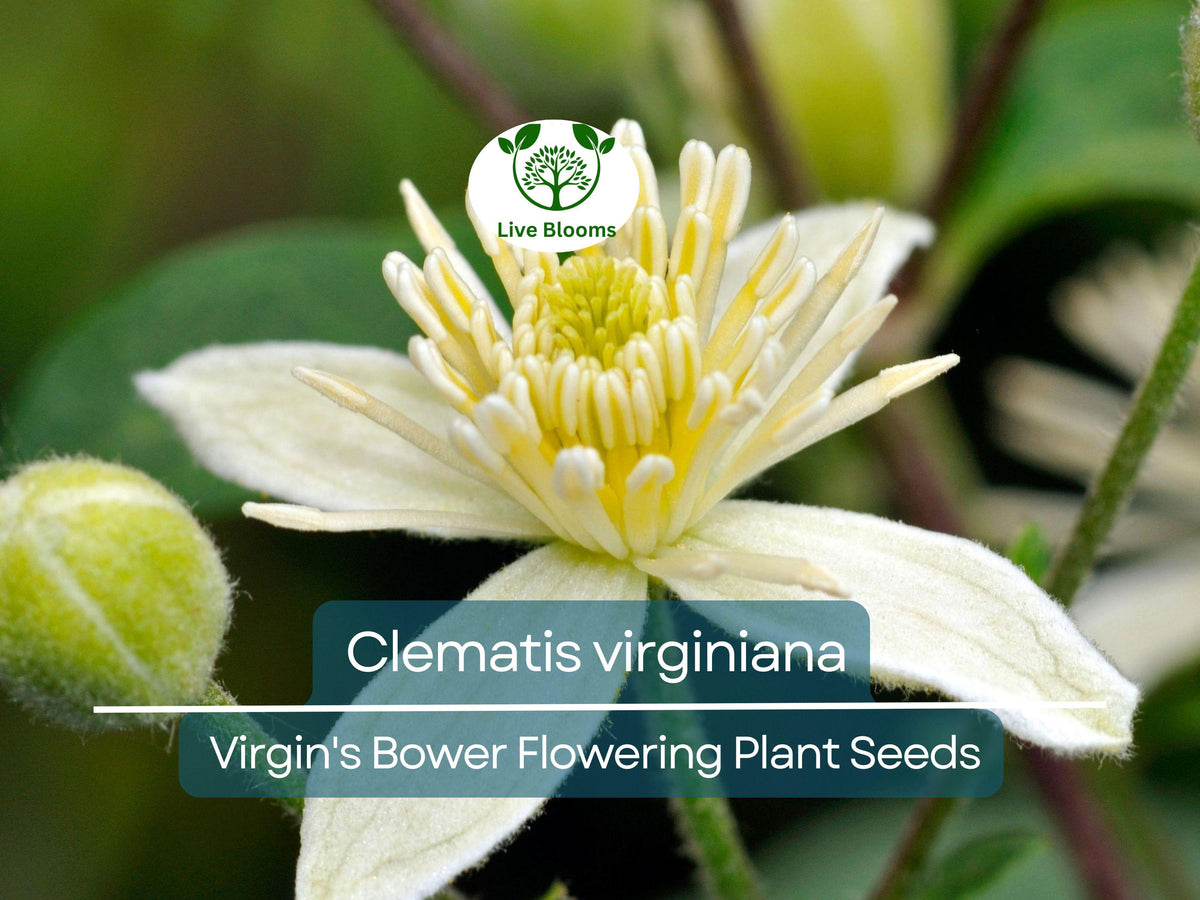 Clematis Virginiana Seeds – Native Flowering Climber for Garden, Trellises & Fences | Virgin's Bower Planting Seeds