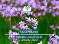 Society Garlic Seeds 50 Pack - Ornamental & Edible Perennial with Purple Flowers - T. violacea, Aromatic, Drought-Tolerant, Garden & Culinary Use