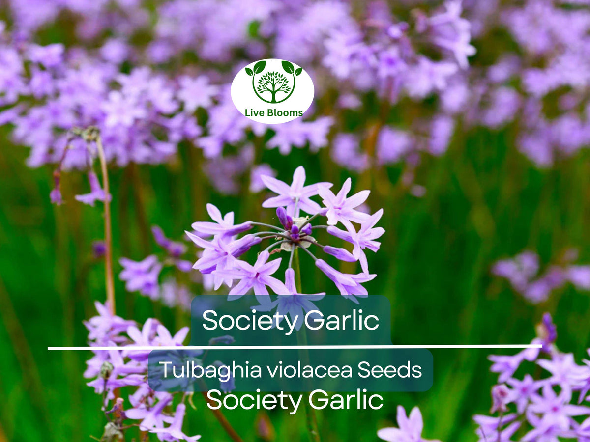 Society Garlic Seeds 50 Pack - Ornamental & Edible Perennial with Purple Flowers - T. violacea, Aromatic, Drought-Tolerant, Garden & Culinary Use