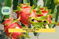 5 Unrooted Park Dragon Fruit Cuttings | Self-Pollinating Hylocereus Cactus Vines | Tropical Fruit Climbing Plants