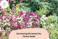 Everlasting Mix Sweet Pea Seeds | Perennial Climbing Vine in Pink, Rose & White | Lathyrus latifolius, 50+ Seeds