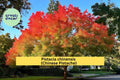 Chinese Pistache Live Tree 18” Tall – Pistacia chinensis, Autumn Foliage, Drought-Tolerant Deciduous Tree for Garden, Bonsai & Landscape