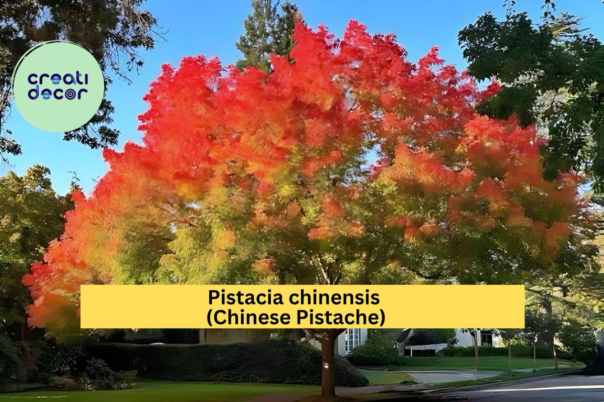 Chinese Pistache Live Tree 18” Tall – Pistacia chinensis, Autumn Foliage, Drought-Tolerant Deciduous Tree for Garden, Bonsai & Landscape