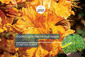 Golden Lights Deciduous Azalea Starter Plant, Rhododendron 'Golden Lights', Yellow Flowering Shrub, Cold-Hardy Azalea, Northern Lights Series