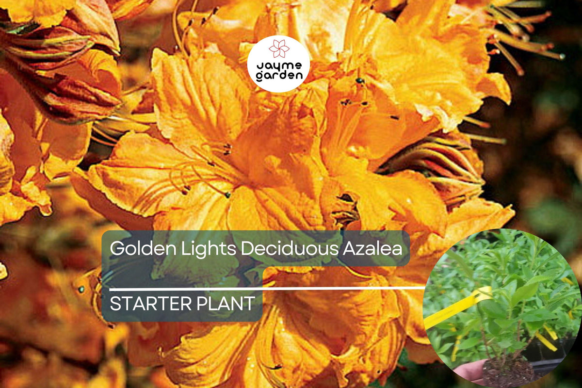 Golden Lights Deciduous Azalea Starter Plant, Rhododendron 'Golden Lights', Yellow Flowering Shrub, Cold-Hardy Azalea, Northern Lights Series