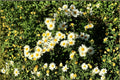 100 Creeping Daisy Seeds – Chrysanthemum paludosum – Low-Growing White Flower Annual for Gardens & Containers