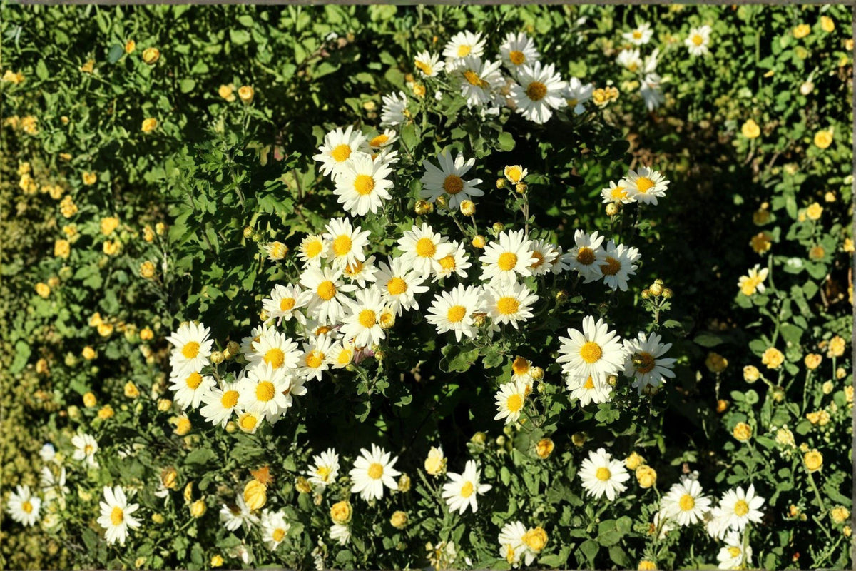 100 Creeping Daisy Seeds – Chrysanthemum paludosum – Low-Growing White Flower Annual for Gardens & Containers