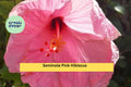 Seminole Pink Hibiscus Live Plant – 5” Starter – Tropical Pink Flowering Shrub – Hibiscus rosa-sinensis for Garden or Patio