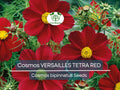 Cosmos VERSAILLES TETRA Red Seeds – Vibrant Red Flowers, Attracts Pollinators, Non-GMO, Easy to Grow, Cosmos bipinnatus, 50 Seeds