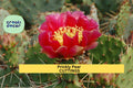 Opuntia 'Fruit Punch' Prickly Pear Cactus Segment | Edible Fruit, Vibrant Green & Pink-Red | Live Hybrid Plant for Drought Tolerance