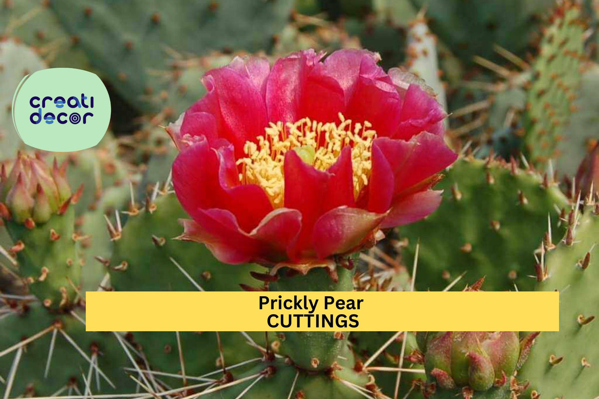 Opuntia 'Fruit Punch' Prickly Pear Cactus Segment | Edible Fruit, Vibrant Green & Pink-Red | Live Hybrid Plant for Drought Tolerance