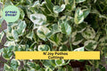 N’Joy Pothos Cuttings – Variegated Epipremnum aureum Houseplant, Indoor Trailing Vine, Easy to Root, Unrooted Fresh Stem Cuttings
