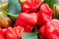 3 Tangy Mad Hatter Pepper Starter Plants – Sweet, Mild Heat, High Yield, Edible, Capsicum baccatum