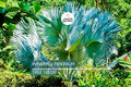 10 Windmill Palm Tree Seeds | Trachycarpus fortunei | Cold Hardy Fan Palm for Landscaping & Containers