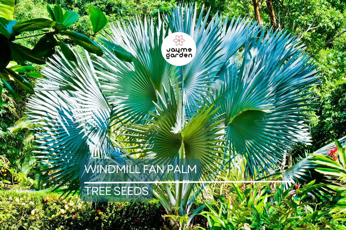 10 Windmill Palm Tree Seeds | Trachycarpus fortunei | Cold Hardy Fan Palm for Landscaping & Containers