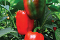 California Wonder Bell Pepper Starter Plants – Sweet, Crisp, High Yield – Capsicum annuum, Garden & Container Growth