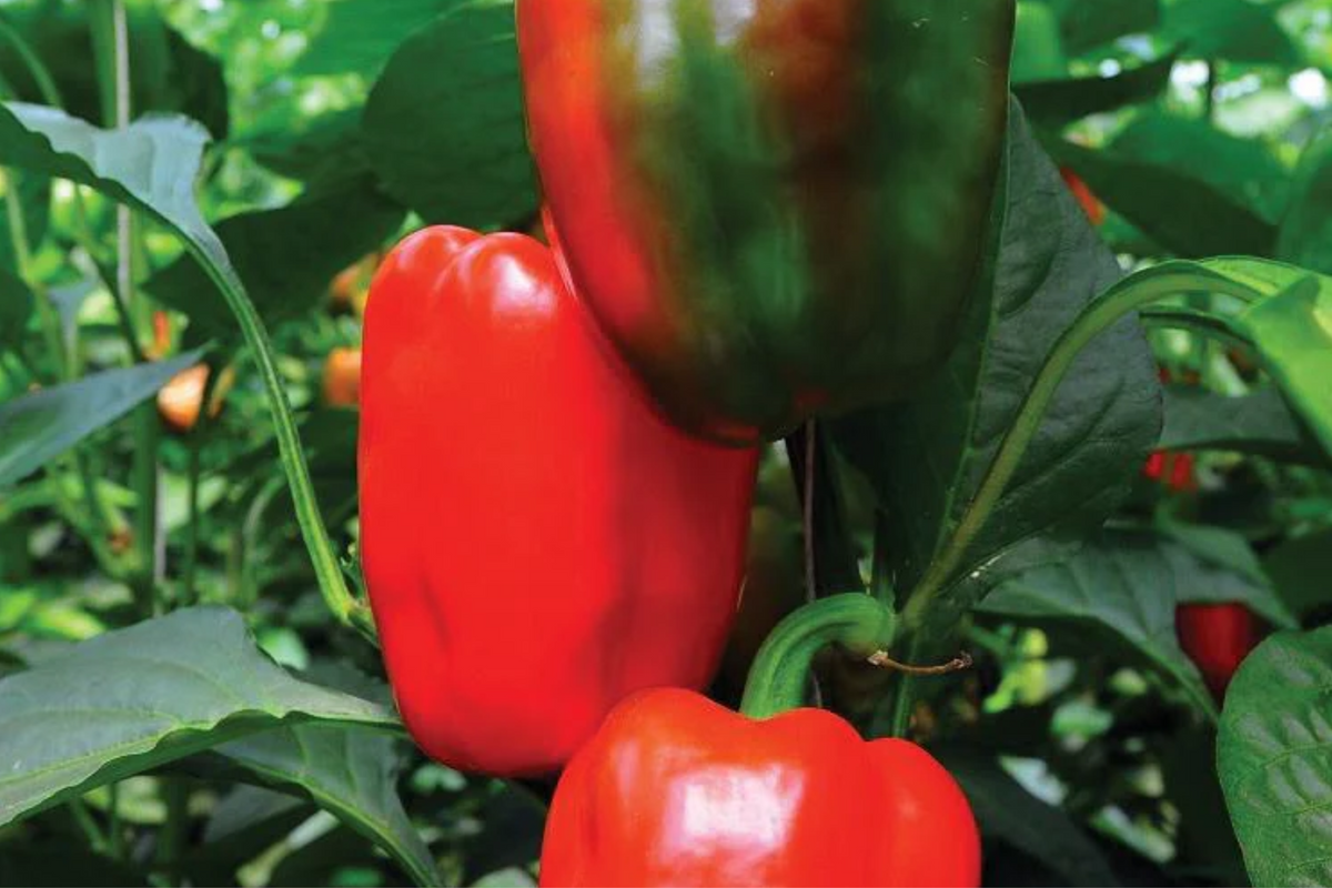 California Wonder Bell Pepper Starter Plants – Sweet, Crisp, High Yield – Capsicum annuum, Garden & Container Growth