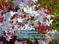 Pink Jasmine Rooted Starter Plant - Jasminum Polyanthum, Fragrant Pink Star-Shaped Flowers, Climbing Vine for Garden, Bare Root