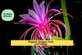 Organic Dragon Fruit Cuttings | Hylocereus Cactus Vines for Growing Tropical Fruits | Unrooted 8–14 Inches