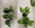 Giant Variegated Golden Hawaiian Pothos Cuttings, Epipremnum aureum, Trailing Indoor Vine, Large Variegated Foliage