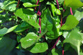 Malabar Spinach Red Stem Seeds, Climbing Vine, Edible Green Leaves, Basella alba var. rubra, Heirloom, Warm Climate Plant