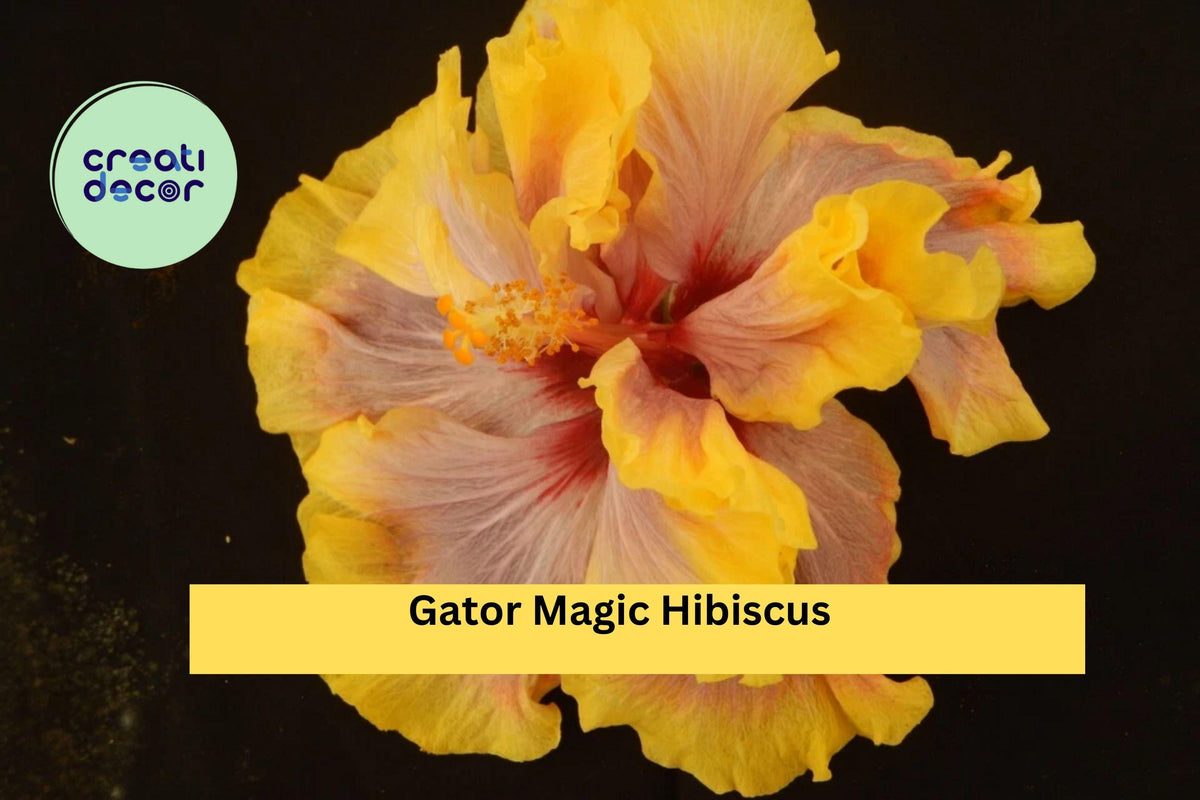 Gator Magic Hibiscus Live Rooted Starter Plant – Tropical Hibiscus rosa-sinensis Hybrid with Vibrant Flowers, Exotic Houseplant