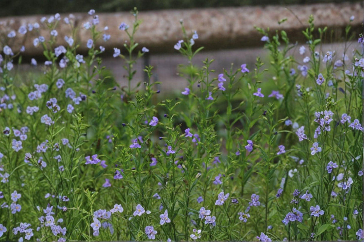 Monkey Flower Seeds | Native Wetland Perennial | Purple Blooms | Mimulus ringens | 5,000 Seeds