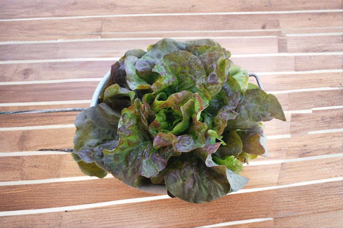 Bronze Mignonette Lettuce Seeds | Butterhead, French Heirloom, Bronze-Red Leaves, Tender Green Hearts, Lactuca sativa