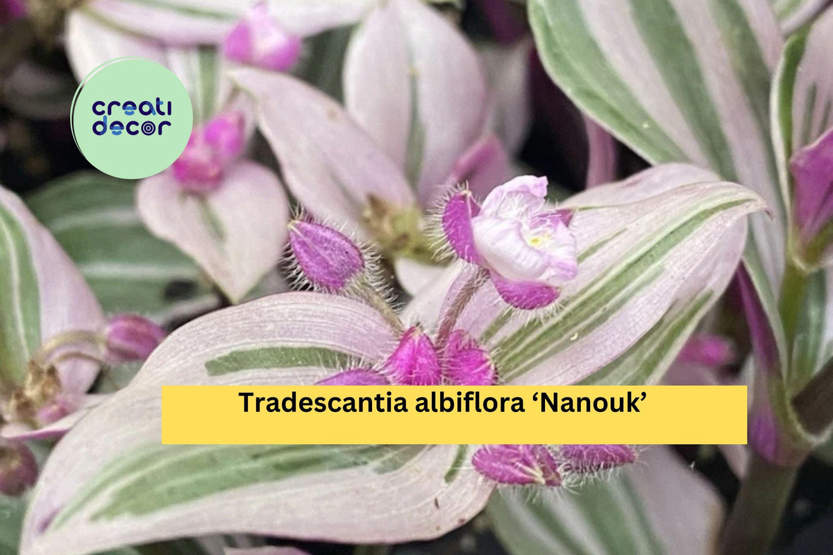 Tradescantia Nanouk Live Houseplant | 2 Rooted Cuttings with Pink Green Foliage | Indoor Trailing Plant, Easy Care