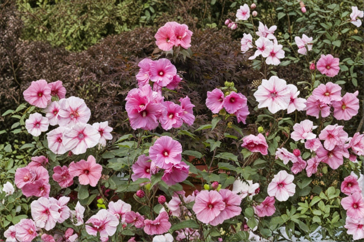 Swamp Rose Mallow Seeds – Hibiscus moscheutos Native Pink Flower Perennial for Wet Areas