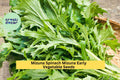 3pcs Mizuna Spinach Seeds – Fast-Growing Brassica rapa var. nipposinica for Salads & Stir-Fry, Cool Season Leafy Green Seeds