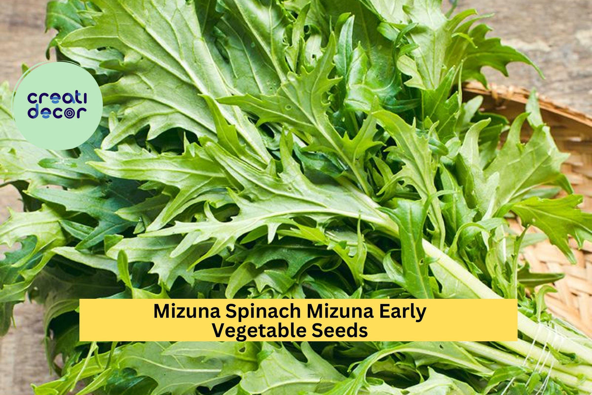 3pcs Mizuna Spinach Seeds – Fast-Growing Brassica rapa var. nipposinica for Salads & Stir-Fry, Cool Season Leafy Green Seeds