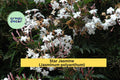 Live Plant – Star Jasmine (Jasminum polyanthum) Climbing Vine with Fragrant White Blooms for Garden or Patio