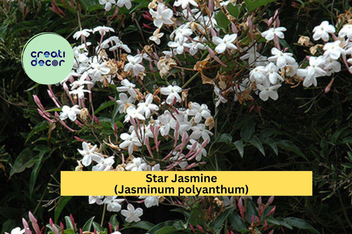 Live Plant – Star Jasmine (Jasminum polyanthum) Climbing Vine with Fragrant White Blooms for Garden or Patio
