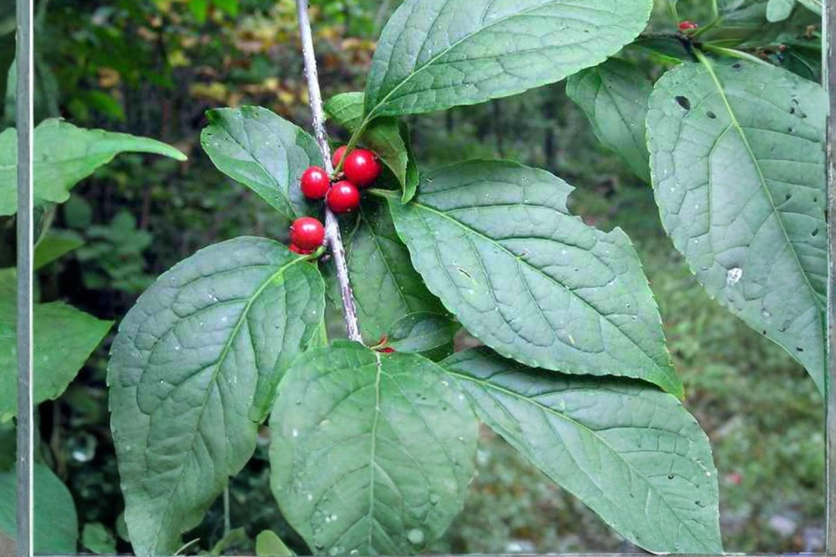 Ilex montana Mountain Winterberry Seeds, Native Holly Shrub, Ornamental Red Berries, Wildlife Habitat, 500 mg