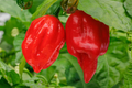 3 Starter Plants 7 Pot Red Pepper - Super Hot Chili, Extreme Heat, Edible Plant, Capsicum chinense